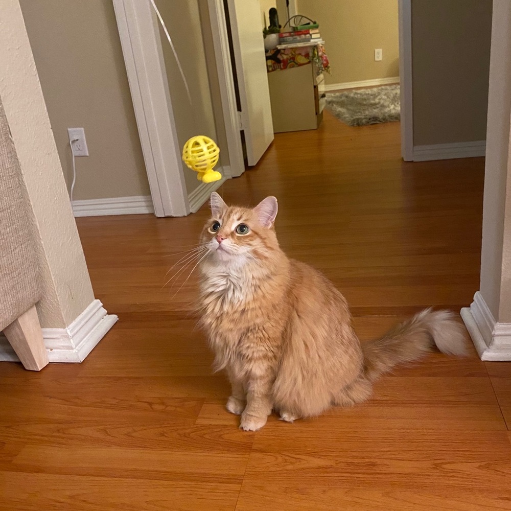 Door Handle Cat Toy